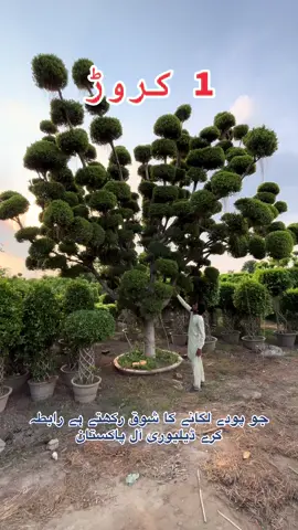 جو پودے 🌴🌳🪴🎄 لگانے کا شوق رکھتے ہے رابطہ کرے ڈیلیوری آل پاکستان #foryou #treanding #onemillionaudition #pakistan #garden 