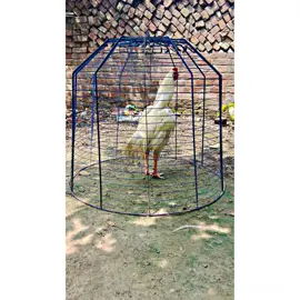 #Hnji❤️‍🔥 #apna shoq🐔❤️#گجرات___والے___ہیں #aseellover 