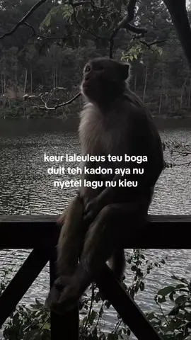 kacau 😌 #capruk #storysunda #monyetgalau #atuheuy 