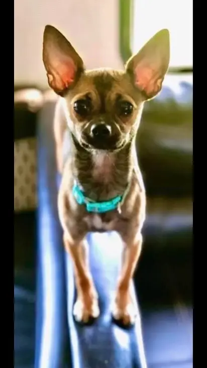 #chihuahua #dogsoftiktok #fyp #animals #cutedogs 