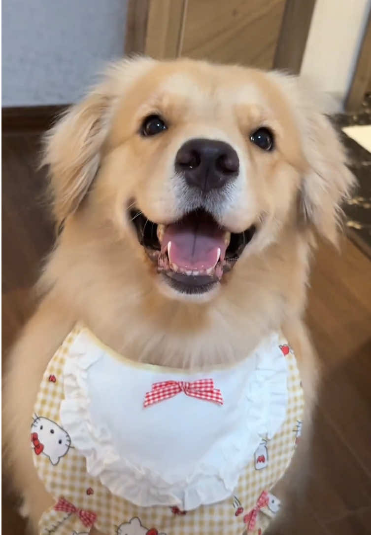 Oh ~my cutie pie🥰🥰🥰#goldenretriever #puppy #doggo #cutedog #happydog 