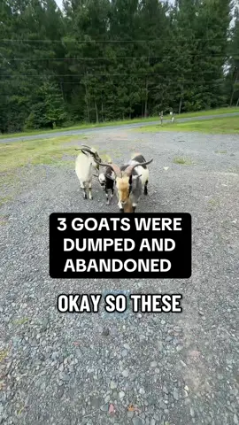 I wished I was making this up! Anyone experienced some like this? And if you have any tips on how to take care of goats drop them below ⬇️ #goatsoftiktok  Reference video 👇 @jerandjess 