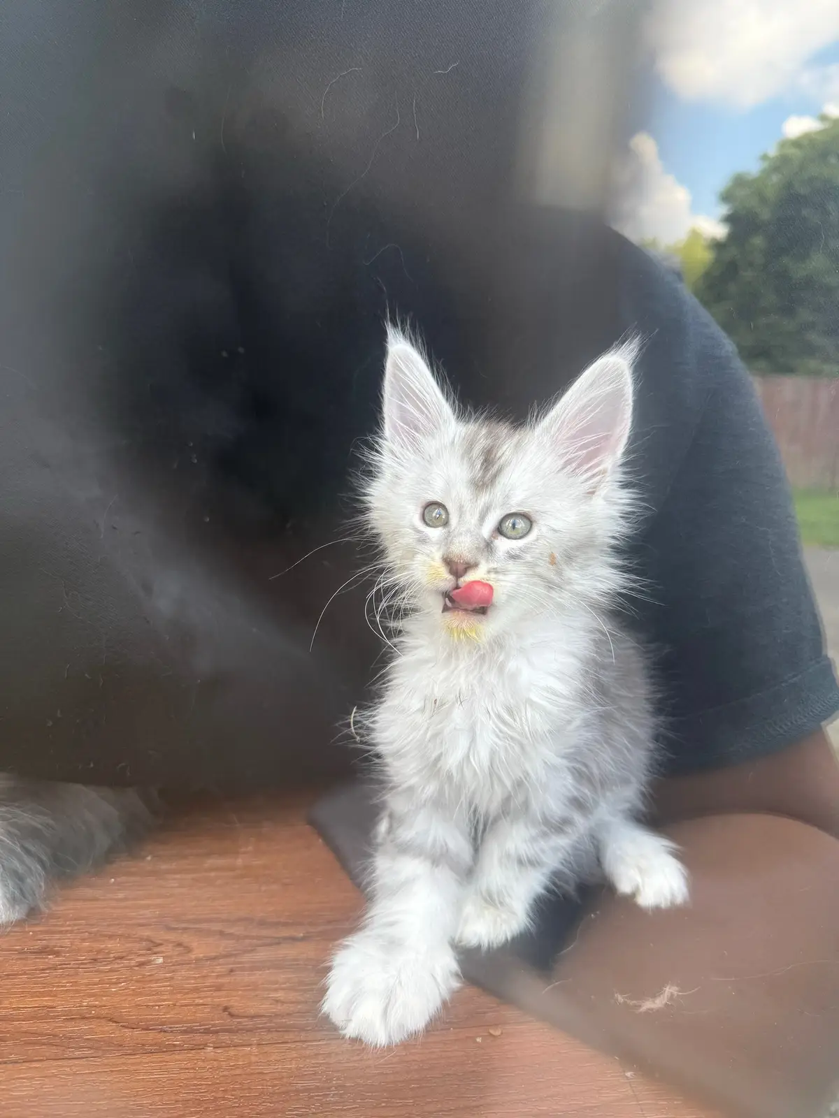 These babies are outgoing , full of life , lovers , they are playful and so so freaking cute ! I dreamt of having one and now I have 5 & a litter of kittens ! You would not regret having one of these as a pet 🤗