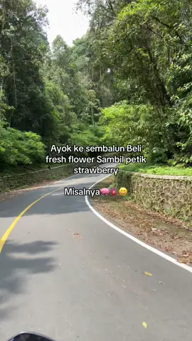 😁 #sembalun #fresflowers #strawberry #sembalunlombok 