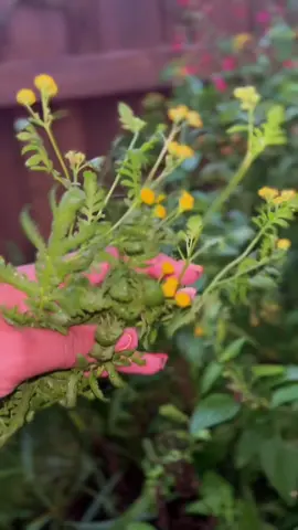 Bright yellow, bold history… and toxic if you’re not careful 🌼✨ Tansy is medicine and poison. Would you keep it in your garden? #T#TansyM#MedicinalPlantsP#PlantMagicP#PoisonousPlantsGardenTok 