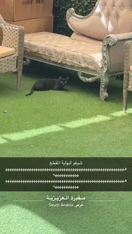 اذا صرت شاعر بكرا سويده السبب 🖤.                                     #عرعرنا_الحدود_الشماليه_عرعرنا #الحدود_الشماليه #عرعر #اكسبلور #جني 