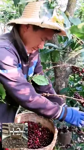 yuk di beli #kopimurah #kopirobusta #kopihitam #kopiaesthetic 