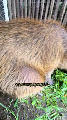 #capybaratiktok #สัตว์ยอดนิยม #หมามะพร้าว #水豚 #china 