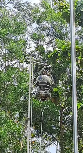 keren😍😍😍😍 #Perkututindonesia #TikTokPromote #perkututbangkok  #viral  #fyp  
