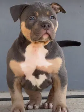 #pitmonster 