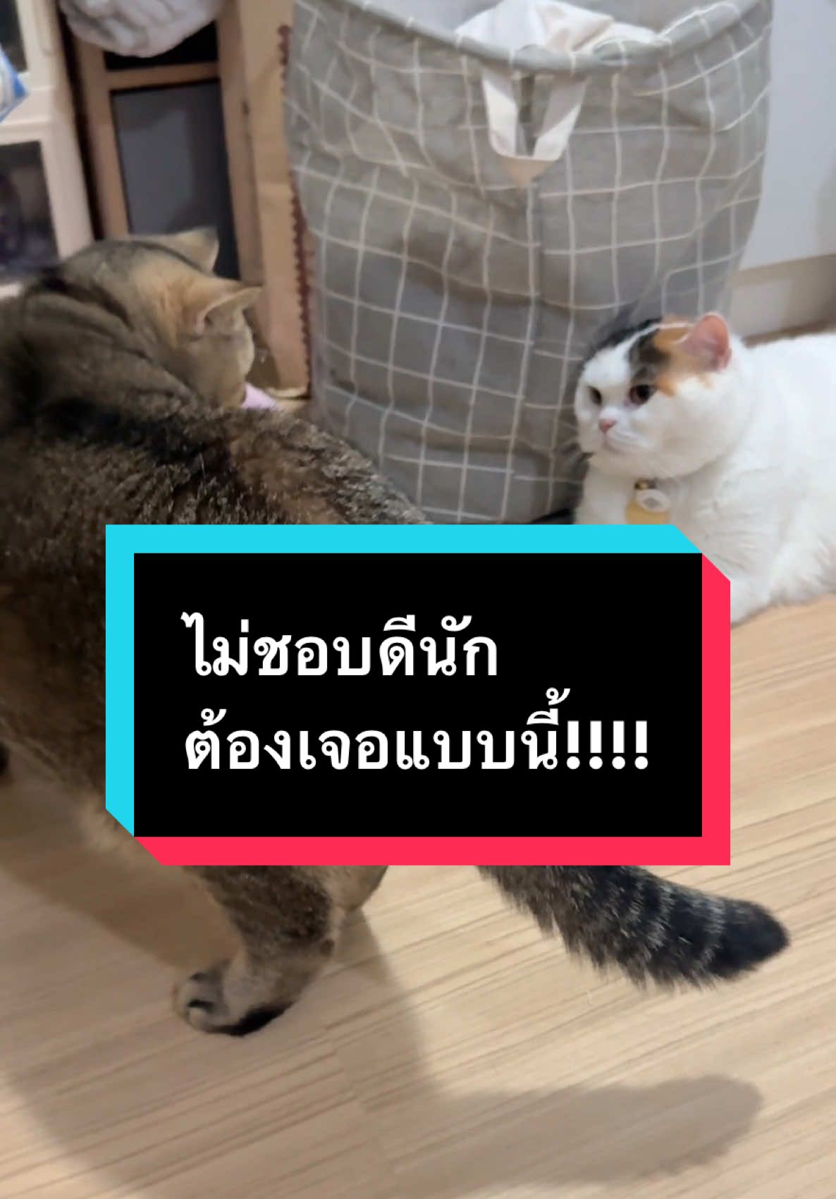 แล้วก็ขยันไปกวนพี่เขาด้วยนะ #มู้ดดี้แมวแสบ #มูมินแมวเหนียง #แมวน่ารัก #สวนสัตว์tiktok #cat 