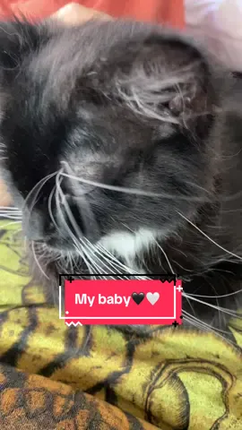 Just found this video 🥹 it’s when she was a baby 😭 she’s going to be 6 months in September 🖤🤍 #cat #carsoftiktok #kitten #kittensoftiktok #pet 