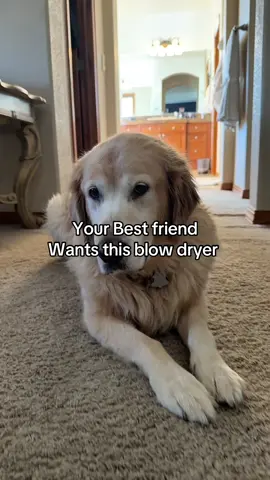 I have had this grooming tool for over a year now and it works so good. If you don’t get your dog dry from the undercoat their skin will get irritated.  #doggrooming #doghack #doggroominghack #goldenretrievers #mansbestfriend 