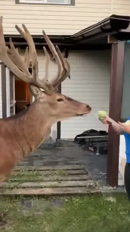 #animal 