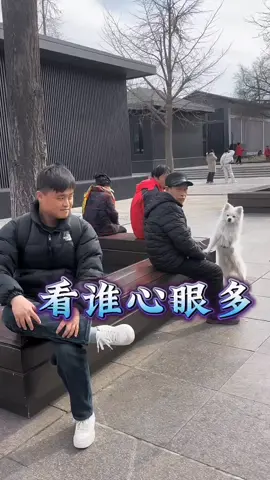 Too many dogs, too little funny pranks watch tell end 😂🔥#fyp #funnydogsoftiktok #funnyprankvideos #prankwithdog #prank 