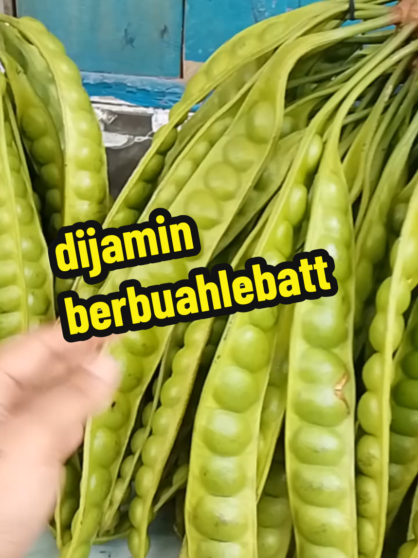 cara mlebatkan pohon pete yang sulit berbuah#pyfツ #petaniindonesia🇮🇩🇮🇩🇮🇩🌿🌿 