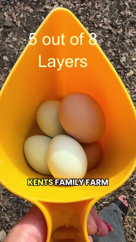 Egg Hunting - PART 5 - Friday (week 1) #chickensoftiktok #egghunting #collectingeggs #backyardfarm 