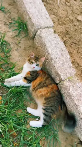 💋🐾🧿