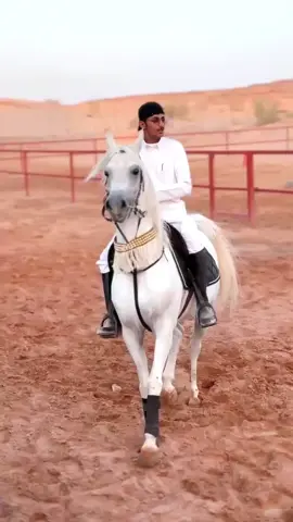 ماشاءالله الباهي ❤️ #اكسبلوررر_تيك_توك__كسبلوررر_تيك #ابوعبود #أبوعبود #الباهي #راكان_الحويطي_خيل #دمج_تبوك #اسطبل_العاصي #دمج_تبوك #اكسبللللللووووورررر 
