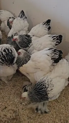#gaini #cocoși #brahma #hobby #romania 