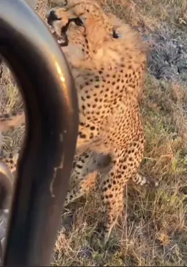 A young Cheetah’s Safari vehicle encounter! After the Guide moved the vehicle, Cheetah was like oh why did you move awa? 😄😊🥰 #wildlife #africanwildlife #safari #cheetah