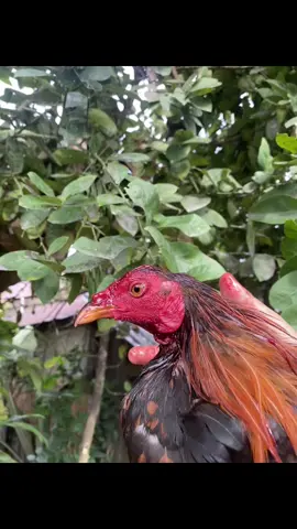 #ayamfilipin🇵🇭 
