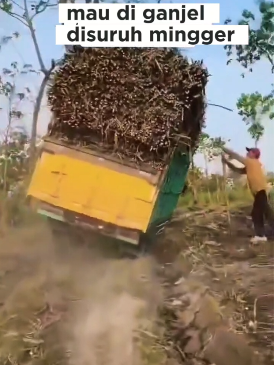 niat ganjel malah dikon ngaleh #truktebu #jawa #trukmania #trukindonesia #trukoleng 