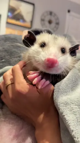 so cute#opossum #cute #babyanimals #cuteanimals #mukbang 