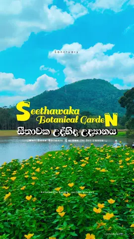 කොලපාට💚 ලෝකය කොතරම් හිත් නිවනවද?....🥹🍃  #seethawakabotanicalgarden  #dayout  #srilanka  #travelsrilanka  #creatorsearchinsights 