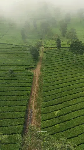 💬 Teh bagaikan sebuah pelukan dalam cangkir  ☕️  🍵 🍃 Kebun Teh Tambi, Kejajar, Wonosobo #kebuntehtambi #wonosobo 