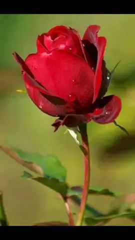 #🥀💔🥀💔🥀💔🥀 #🥀🥀🥀🥀🥀🥀🥀🥀🥀 