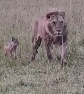 One thing about Black- Backed Jackal it’s gonna step on Lion’s tail a run away 😂😅 #wildlife #africanwildlife #safari #elleafricasafaris #elleafricasafari 