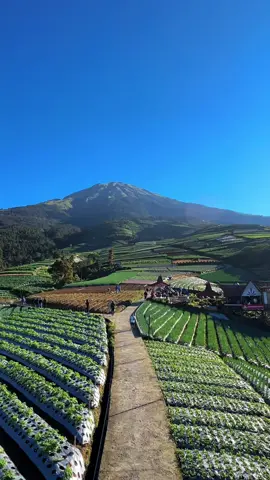 Hamparan hijau dengan latar megahnya Gunung Sumbing 🌄 Udara sejuk, pemandangan indah, dan vibes pedesaan yang bikin hati adem. Kalau sudah ke sini, rasanya enggan untuk pulang 🍃💚 #GunungSumbing #Kaliangkrik #Magelang #WisataAlam #HealingTime #ExploreMagelang #IndahnyaIndonesia #WisataJawaTengah #ViewGunung #F