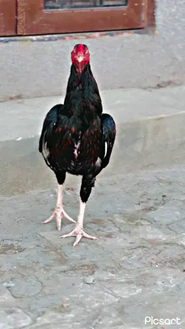 #hag🦅🔥🥷 #اپناشوق✌️🔥 