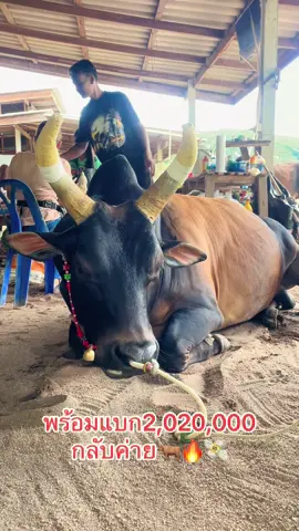 #ขอให้สำเร็จ🙏🐂☘️ #โคโหนดขวัญดี🐂🐂🏆🏆 #เจ้าชายจอมเย็นชา☘️ #เซียนคิวเพชรนาปง🤍🙏