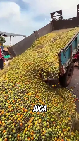 Cara panen buah pinang #pinang #serunyabelajar #fyp 
