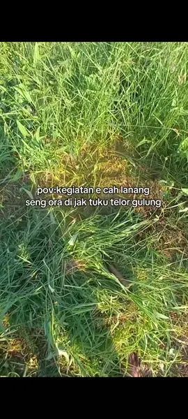 #fyppp #tukangngaret #peternakmuda #bolongaritnusantara #petaniindonesia🇮🇩🇮🇩🇮🇩🌿🌿 