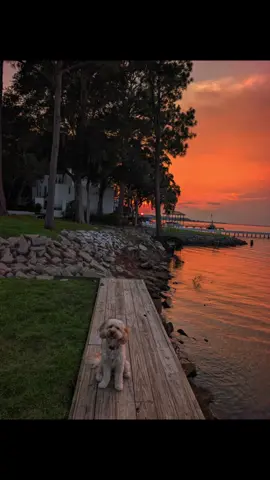 Max 🐾💙🌅🙏 #30a #florida  #🐾 
