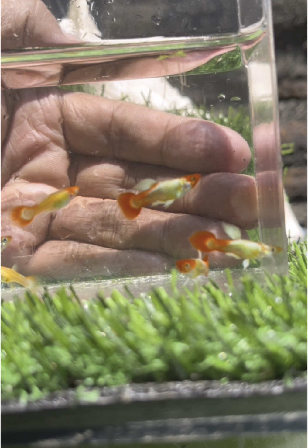 Jangan di PM ya belum mapan Gen nya #fyp #guppyfish 