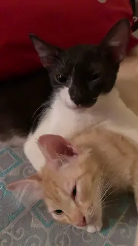 Baku sayang Kaka🥰
