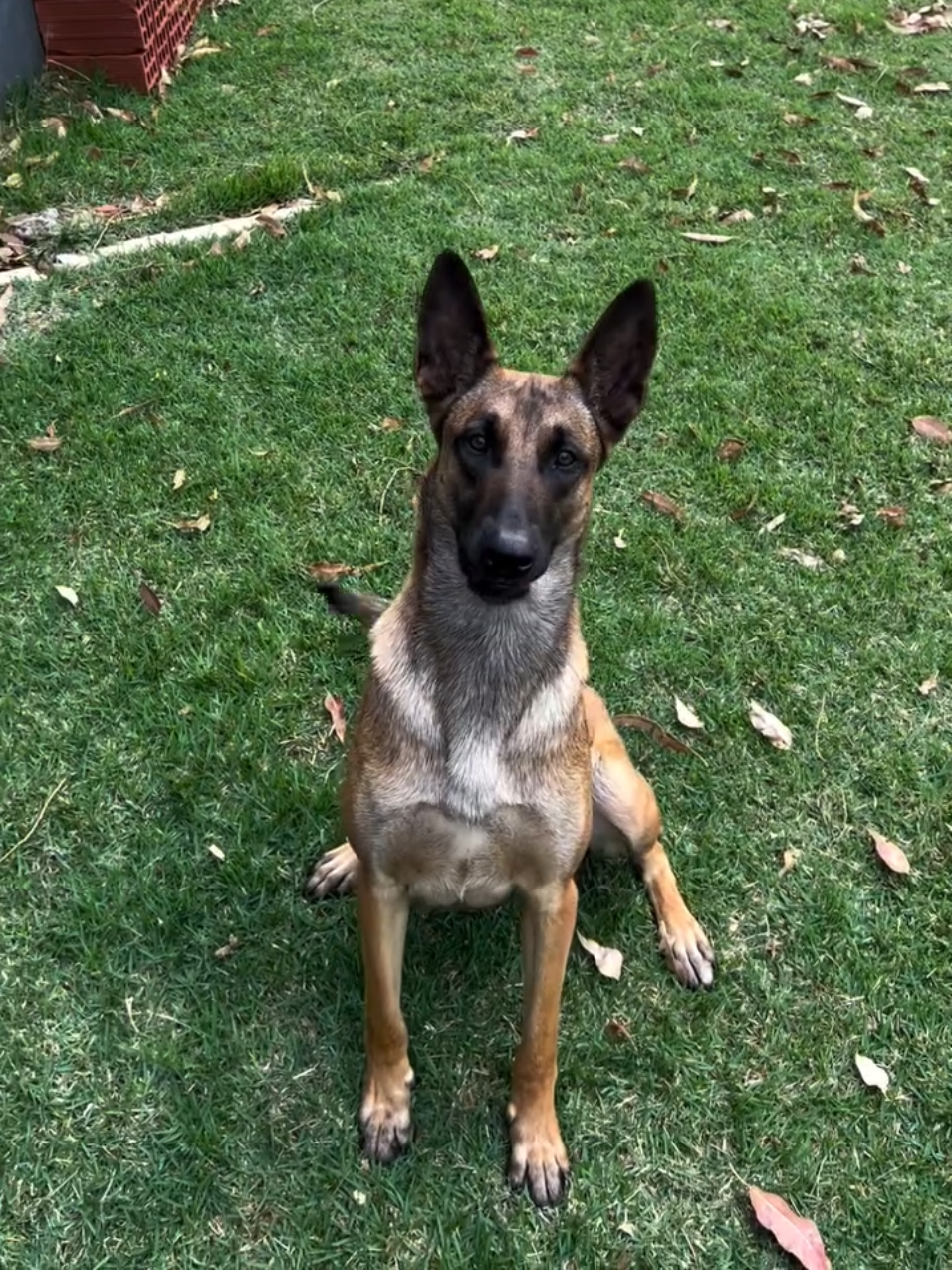 K9-Daia, treinando na parede de tijolos, este treino melhora a habilidade de varredura do K9 no ambiente, aumentado o seu foco e precisão! Quer saber mais da rotina e treinos dos nossos cães?!  Só continuar seguindo o perfil!!!  #operacoescomcaes #pmpr #policiamilitar
