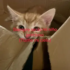 #gato #gatitos #cuentaparadedicar #amor #meme 