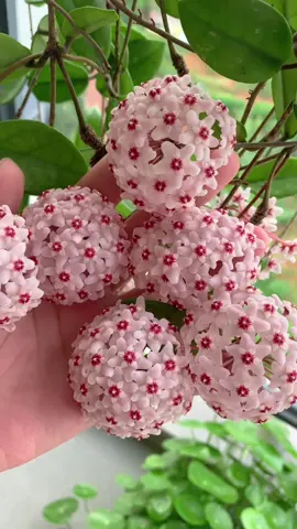 Hôi thì khỏe hoa cẩm cù bắt đầu 