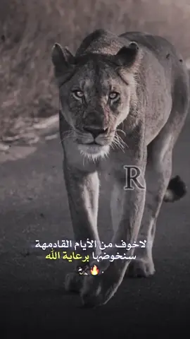 #👑اسد_الهيبه👑 