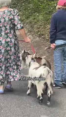 #countrylife #uktiktok #viralvideos #fyp #village 