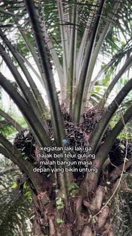 Tunjukan pesona sawit kalian 🚀😭#sawit #sawitontiktok 