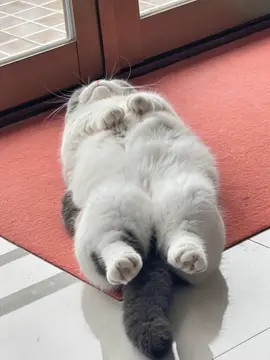 #olebrandselect #cat #cute #catmeme 