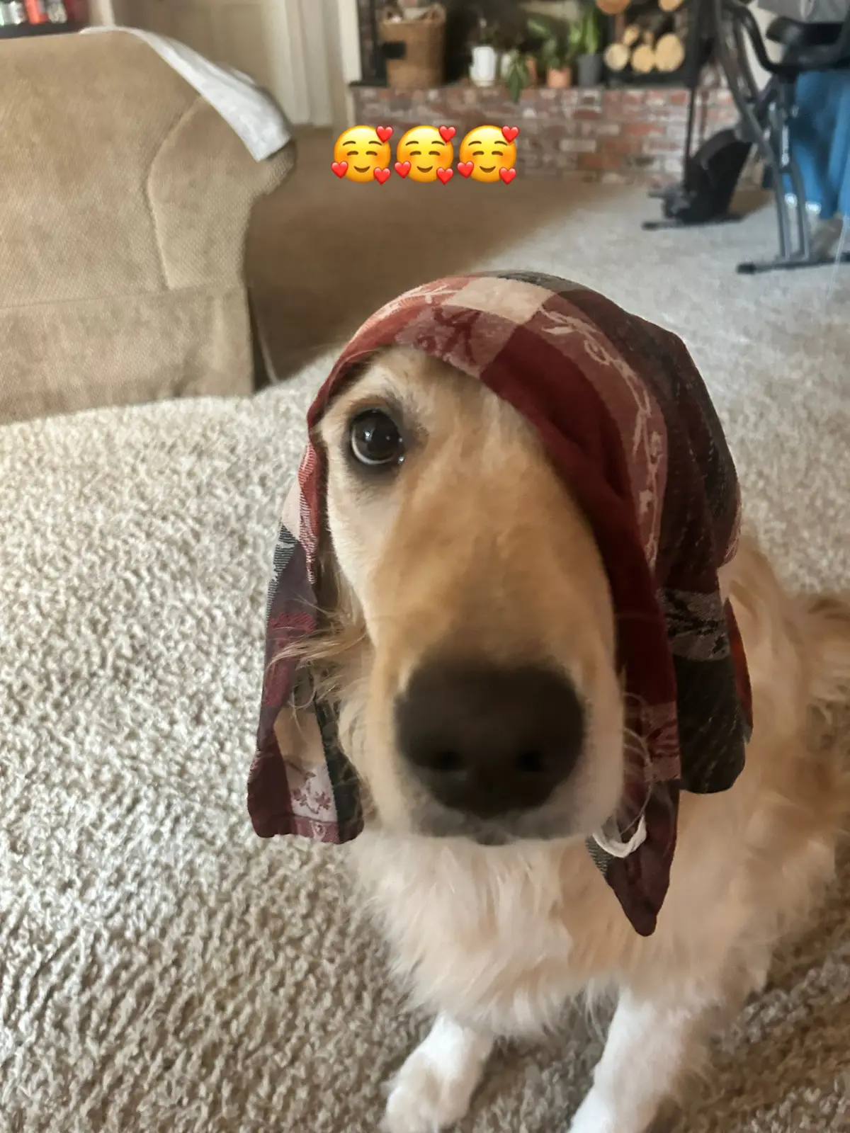 Such a cutie🥰#fyp#lolathegoldengirl#97thdogfamily#97thdogfamilyforever#doghter