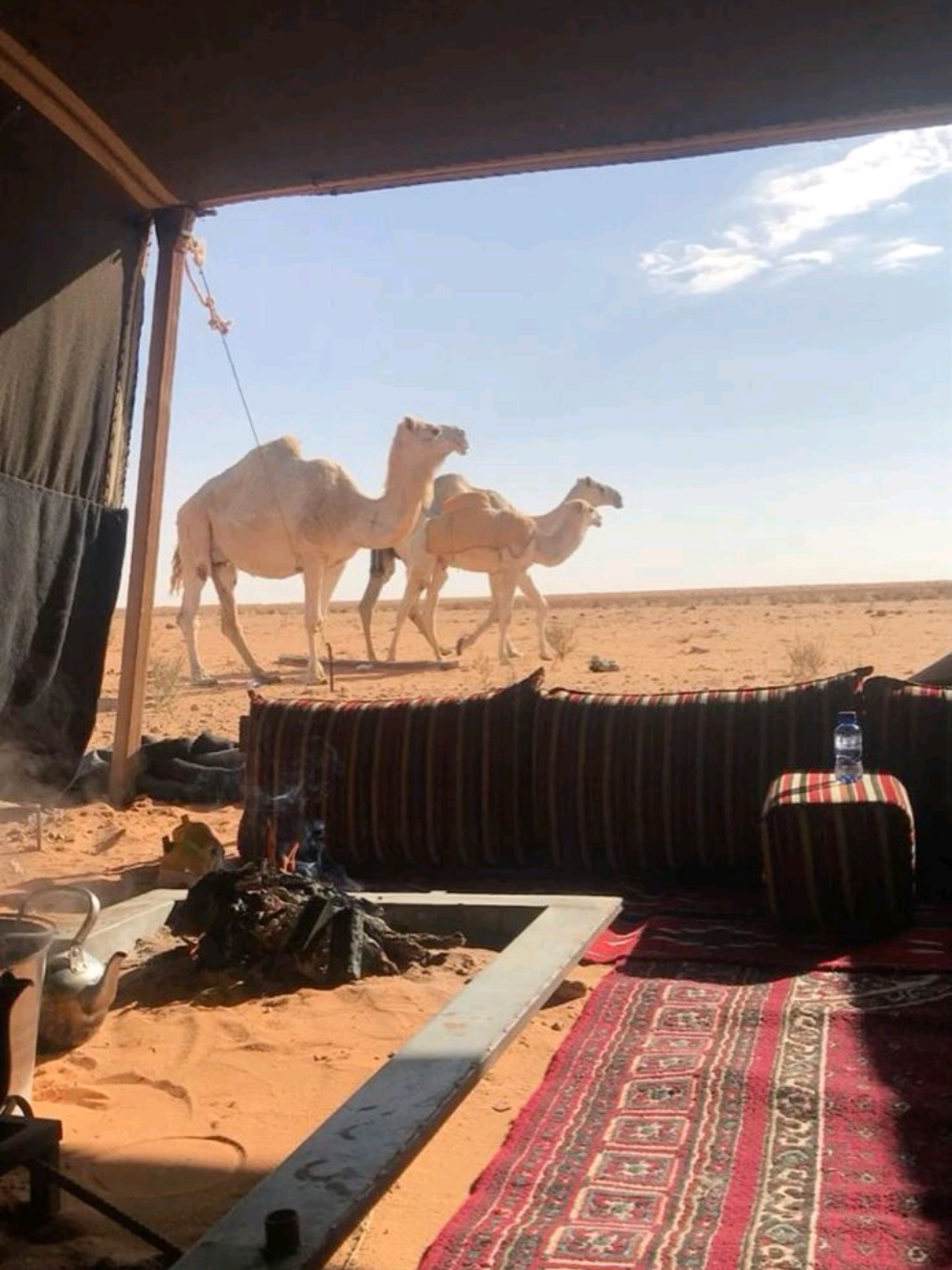 #فلسطين  #بئر_السبع #النقب #عرب #خيل #بدو #Palestine #desert #Arab #bedouin #horse #Beersheva #قبائل #عشائر #السبعاويه #Negev palestinian bedouin  بدو فلسطين  #عزازمه #ترابين #بلي #شمر #جهالين #تياها #حرب #بني_عطيه #بني_عقبه #حويطات #احيوات #palestinian_bedouin #fyp #explore #viral #viral? #الشعب_الصيني_ماله_حل😂😂 #تونس #الاردن #الإمارات #عمان #لبنان #سوريا #السعوديه #قطر #البحرين #الكويت #اليمن #الجزائر #مورتانيا #مصر #المغرب #ليبيا #الصومال #اثيوبيا #السودان #الوطن_العربي 