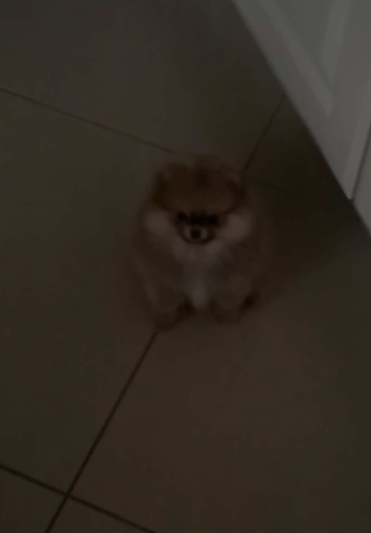 Smart little guy #fyp #viral #pomeranian #puppy #pomeranianpuppy #fy 